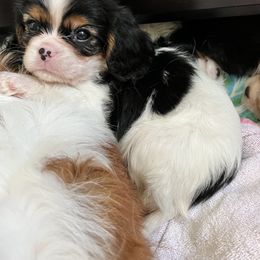 Cavalier King Charles Spaniel Puppies from CK Cavaliers