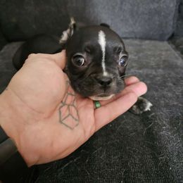 Corella - French Bulldog puppy from QC Finest Frenchies & Brussels