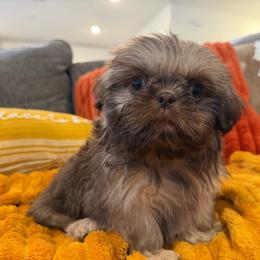Charlie - Liver and white male Shih Tzu puppy in Bakersfield, California from Little pumpkin Shih Tzu’s
