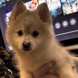 Khloe - Merle female Pomsky puppy in Bolingbrook, Illinois from Angel's Creek Pomskies