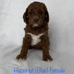 Hazelnut - Red  female Goldendoodle puppy in De Pere, Wisconsin from Kinzor Kennels