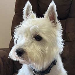 Wesley - West Highland White Terrier