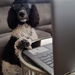 Poodle All Grown Up from Watts Poodles
