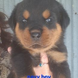 Boy 4 - Black and mahogany male Rottweiler puppy in De Witt, Iowa from Irish Eyes Kennels