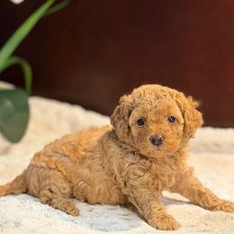 Serena - Apricot female Poodle puppy in Davie, Florida from Dave Poodles