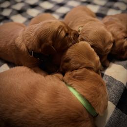 Boy 3 - Dark golden male Golden Retriever puppy in Lebanon, Oregon from Dark Goldens on Hilltop