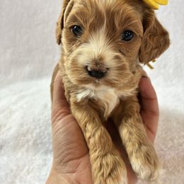 Reyna - Red and white female Cockapoo puppy in Adrian, Oregon from ApplebyFarm