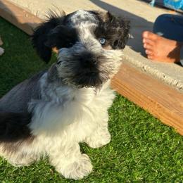 Lyra - Parti female Miniature Schnauzer puppy in Hemet, California from Journee Home Mini Schnauzers