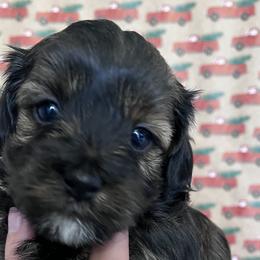 Havapoos and Poodles from Pepper Potts Puppies