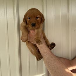Girl 5 - Dark golden female Golden Retriever puppy in Arnaudville, Louisiana from Taylor Made Retrievers