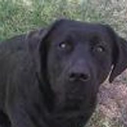 Labrador Retrievers from Talisman Labs