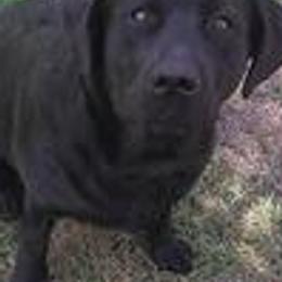 Labrador Retrievers from Talisman Labs