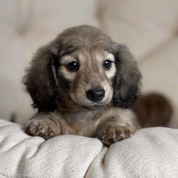 Dachshund Puppies from Dirt Road Doxies
