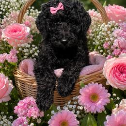 Dark pink - Black female Goldendoodle puppy in Ranger, Georgia from Muscadine Meadows Poodles and Doodles
