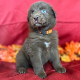 Sparks - Orange Collar - Red tri-color female Australian Shepherd puppy in San Marcos, California from Faith Family Freedom Farm