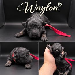 Boy 1 - Black male Poodle puppy in Live Oak, Florida from Grams Poodle Babies