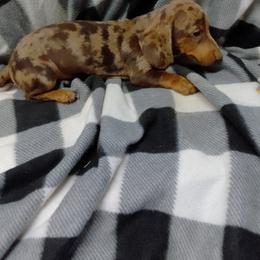 Dachshund Puppies from Small Paws Kennel