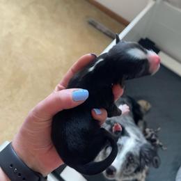 Boy 2 - Black & white male Miniature Australian Shepherd puppy in Fort Collins, Colorado from Basil’s Sweet Creatures