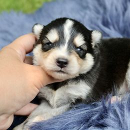 Aston - Black and white male Pomsky puppy in Missouri from Husky Hill Kennel