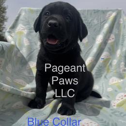 Blue Collar - Black male Labrador Retriever puppy in Edgewood, New Mexico from Pageant Paws LLC