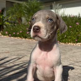 Sarra - Silver female Great Dane puppy in Florida from Beachside Kennels