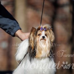 Uma - Biewer Terrier