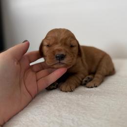 Female 2, Pink - Golden female Golden Retriever puppy in Utah from Deseret Peak Goldens
