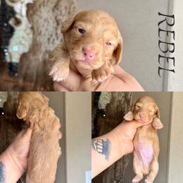 Rebel - Red male Dachshund puppy in Hornbeck, Louisiana from A&Z Mini Dachshunds