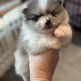 Blue Boy - Blue merle male Pomeranian puppy in Edmond, Oklahoma from My Sun & Moon Poms