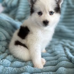 Frank - Black and white male Pomsky puppy in Aberdeen, Idaho from Willow Creek Cresteds