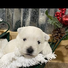 Girl 3 - White West Highland White Terrier puppy in Cottonwood, Texas from Davis Westies