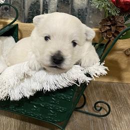 Girl 3 - White West Highland White Terrier puppy in Cottonwood, Texas from Davis Westies