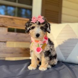 Delilah - Blue merle female Aussiedoodle puppy in Sharpsburg, Georgia from Steindoodles