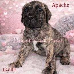 Apache - Tiger male Perro de Presa Canario puppy in Horizon, Texas from Mesquite Creek Kennels