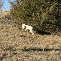 River - German Shorthaired Pointer