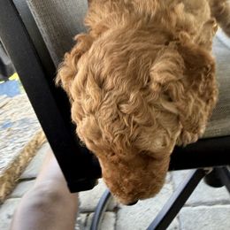 Goldendoodle Puppies from Diverse Nurturing Affectionate Doodle Kennel