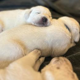 Girl 1 - Yellow female Labrador Retriever puppy in Clayton, North Carolina from The Homestead at Little Creek