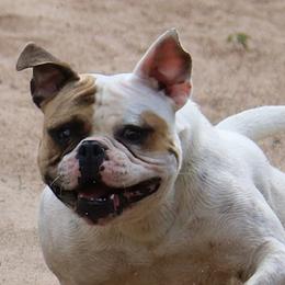 American Bulldogs from Bridge Creek Bulldogs