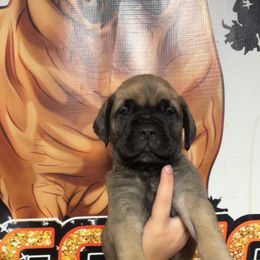 Davidson - Fawn male Bullmastiff puppy in South Attleboro, Massachusetts from Bessettes Bullies