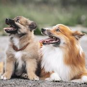 Icelandic Sheepdogs from Caldera Icelandic Sheepdogs