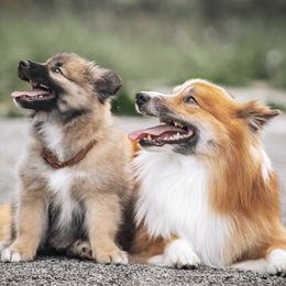Icelandic Sheepdogs from Caldera Icelandic Sheepdogs