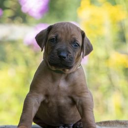 Mr. Red - Red wheaten male Rhodesian Ridgeback puppy in Hillman, Minnesota from Rhoxwood Kennel