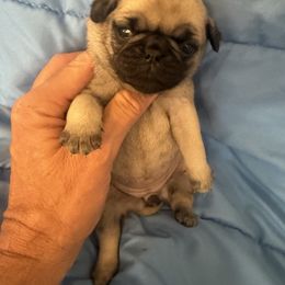 Freddy - Fawn male Pug puppy in Moorefield, West Virginia from Wratchford Farms