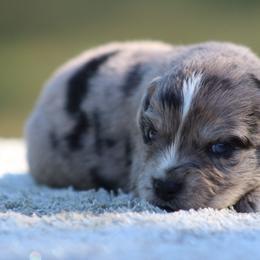 Linus - Blue merle male Miniature Australian Shepherd puppy in Bauxite, Arkansas from J & B Mini Aussies