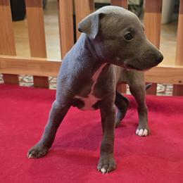 Kai - Blue male Whippet puppy in Gentry, Arkansas from Mardel Robeson of Mulberry Hollow Whippets
