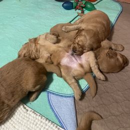 Boy 4 - Golden male Golden Retriever puppy in Portland, Oregon from Joyfully Golden