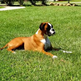 Mupiel  - Boxer