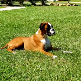 Mupiel  - Boxer