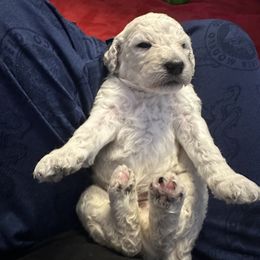 Poodle Puppies from Austin poodles