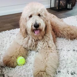 Bear - Goldendoodle